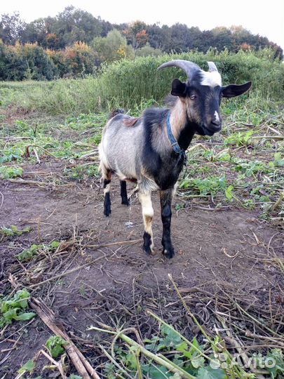 Козел на вязку