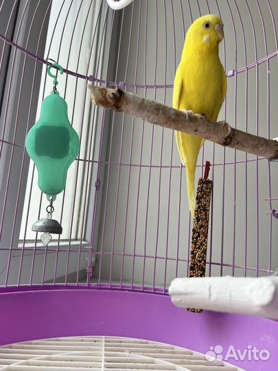 Волнистый попугай самка с клеткой