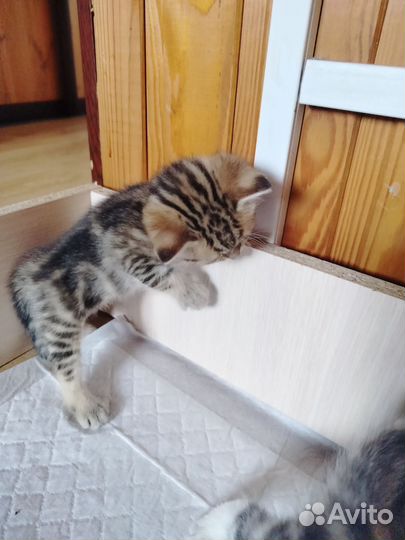 Кошки в добрые руки бесплатно