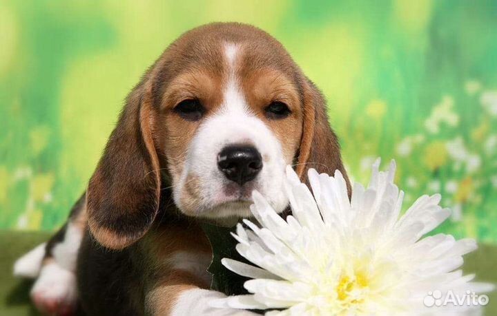 Щенки Бигль