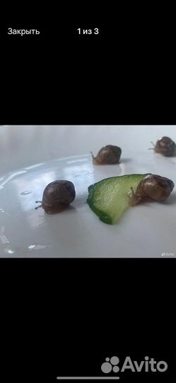 Улитки ахатины бесплатно