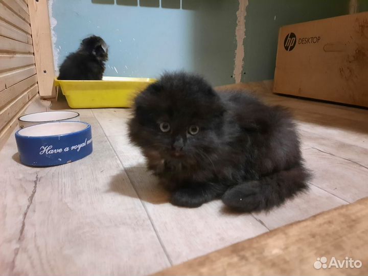 Шотландские котята