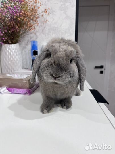 Декоративный кролик