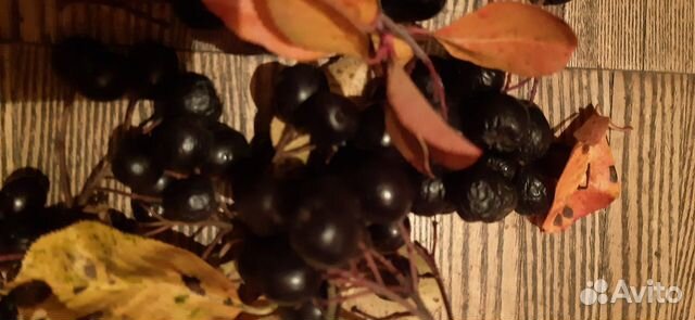 Рябина черноплодная сушеная 2023 г купить в Москве | Товары для дома и ...