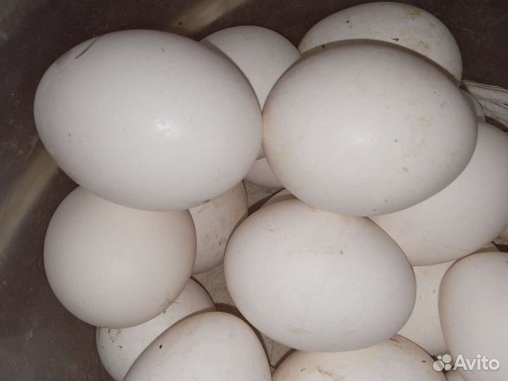 Доставка бесплатная.Яйца перепелиные домашнее