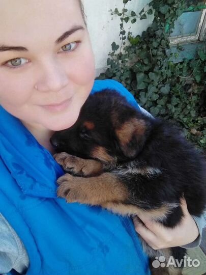 Немецкая овчарка