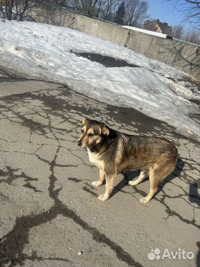 Собака в добрые руки отдам бесплатно