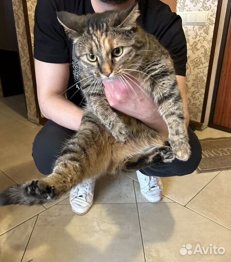 Кошка в добрые руки