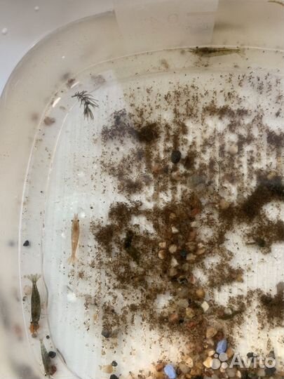 Аквариумные креветки