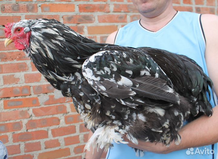 Молодые петушки Брама