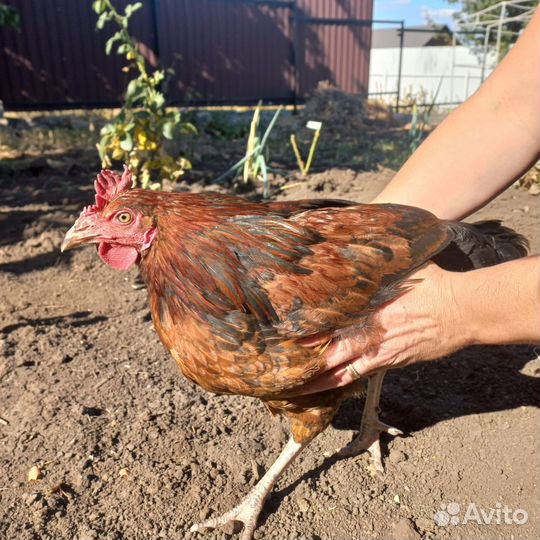 Молодые петухи в рядом