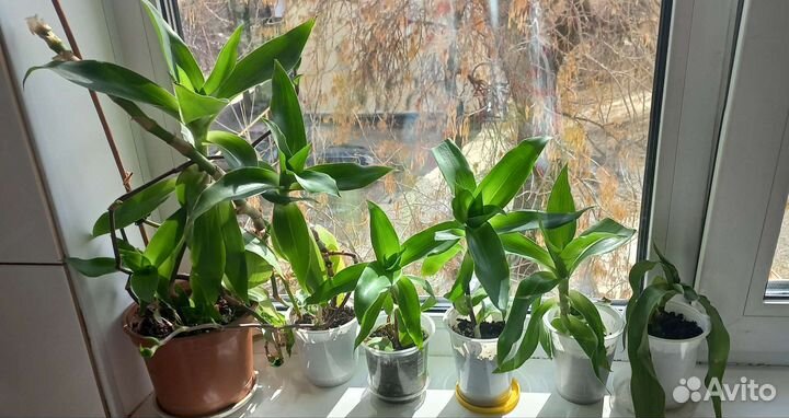 Золотой ус лечебный от 1000 болезней