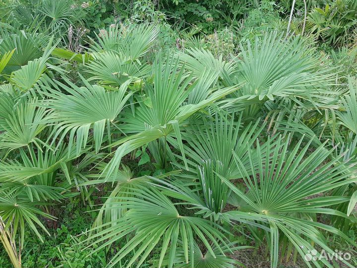 Пальма веерная