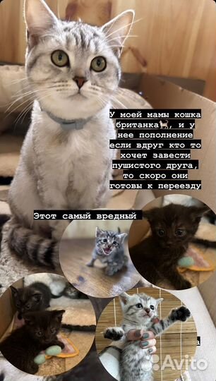 Британские котята