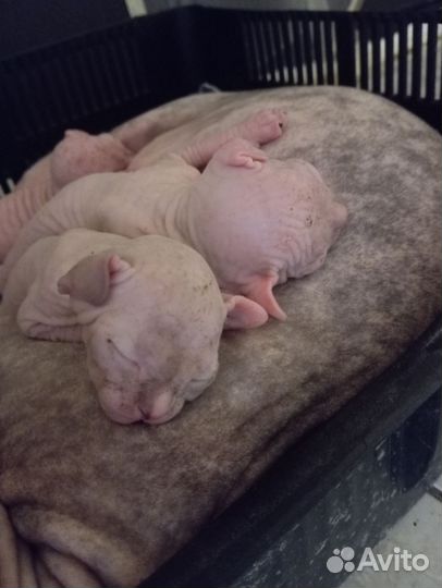 Канадский сфинкс велюр