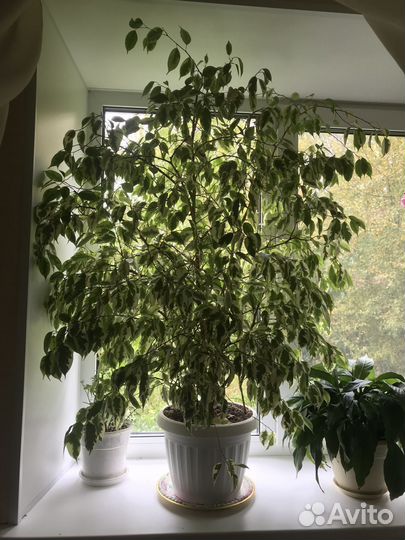 Фикус бенджамина