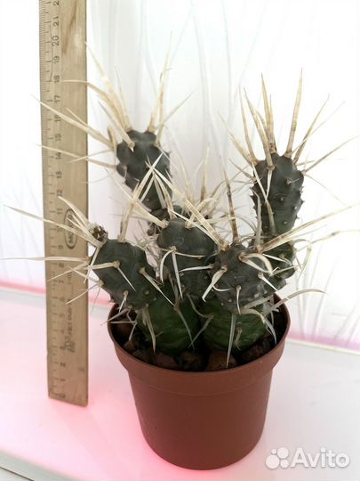 Тефрокактус