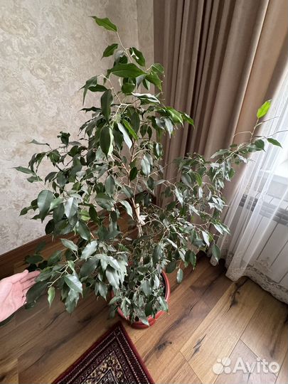 Домашние цветы