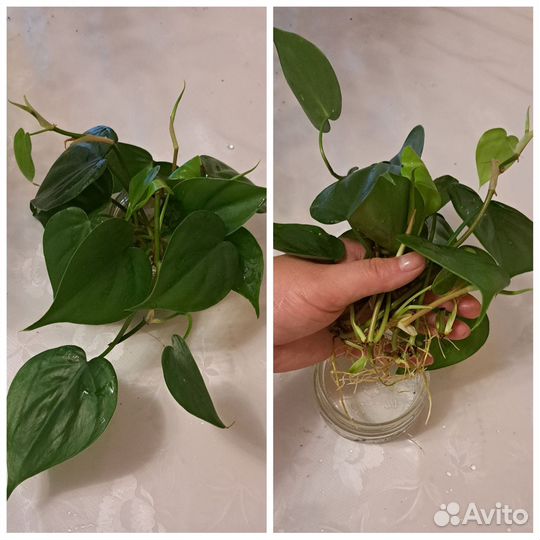 Комнатные растения цветы
