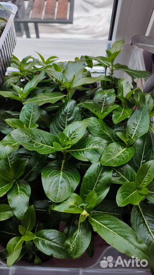 Продам рассаду петунии и ампельного катарантуса