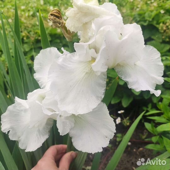 Ирисы сортовые