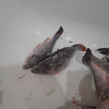 Рыба свежемороженая щука лещ судак карась 15кг