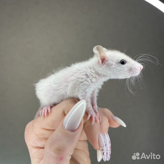 Крысята. Крысы Дамбо