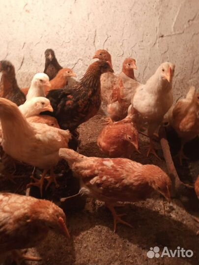 Куры несушки молодки, цыплята
