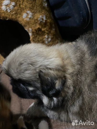 Щенки пекинеса