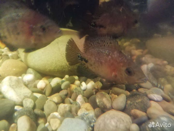 Радужная цихлазома малёк