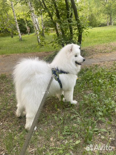 Самоед мальчик вязка