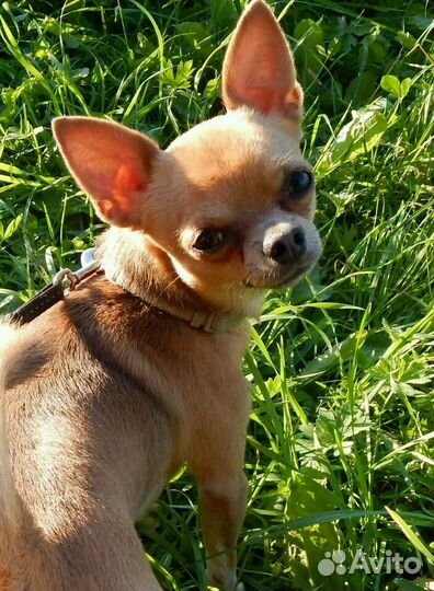 Кобель для вязки