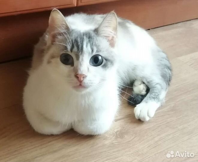 Кошка в дар