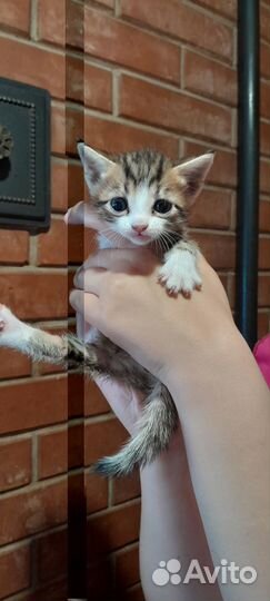 Бесплатно отдадим котят