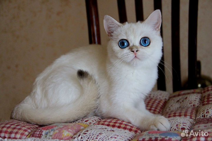 Ириска - золотистая шиншилла-пойнт кошечка