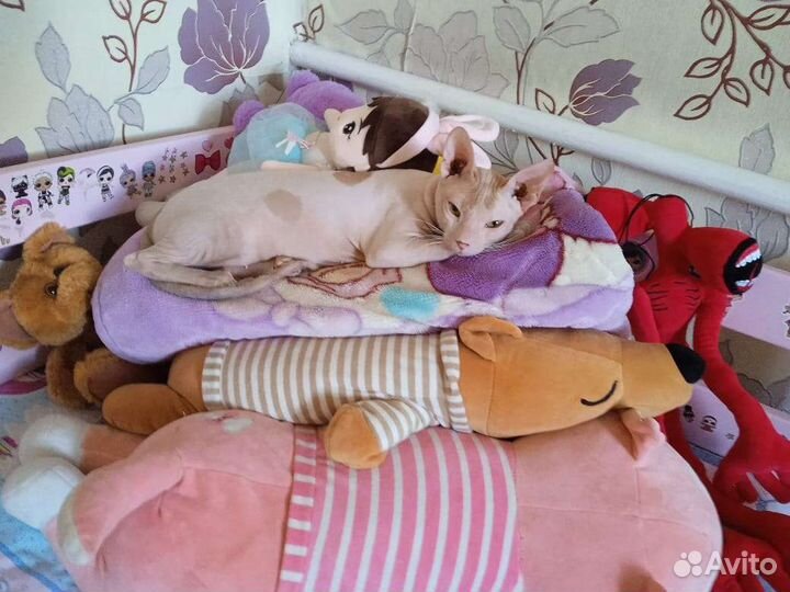 Донской сфинкс