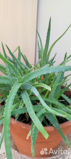 Домашние цветы