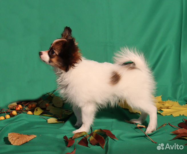 Щенки папийона