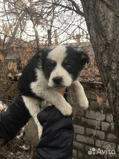 Щенки в добрые ручки