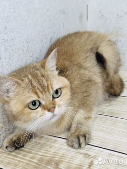 Британская кошка золотая