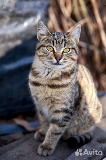 Котик ищет дом
