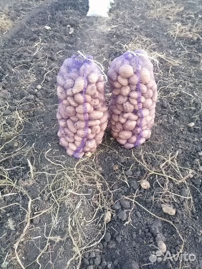 Продам картофель