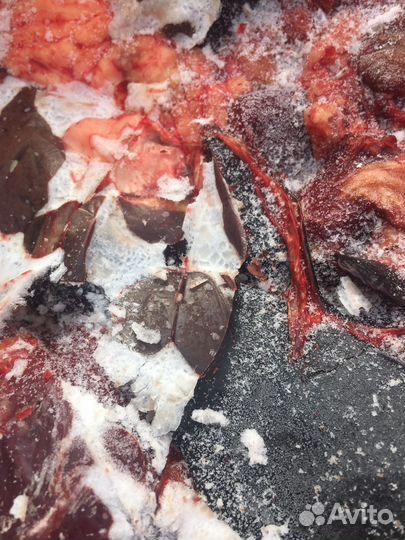 Корм для собак