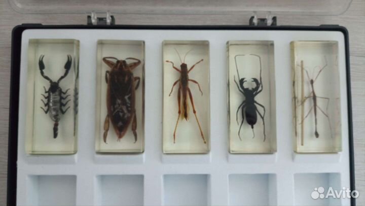 Насекомые деагостини