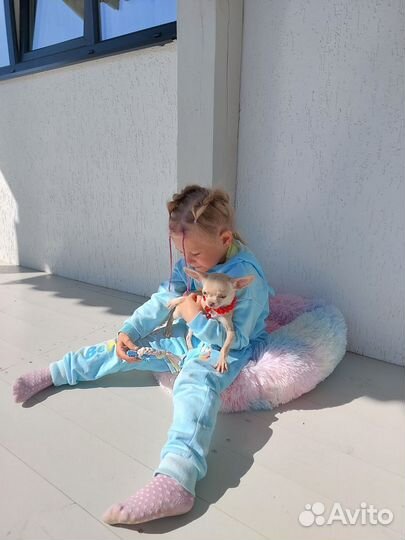 Чихуахуа мини до 1,8/2 кг шикарная Ева