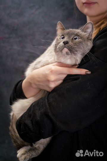 Сима в поиске дома