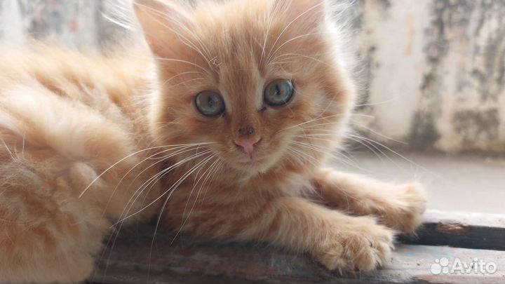 Кошка ищет новый дом