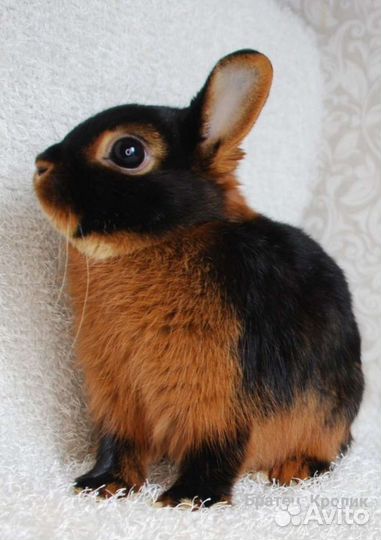 Карликовые кролики. Чёрно-огненные таны