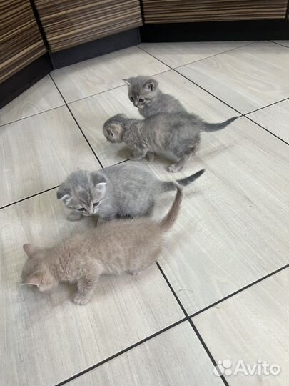 Шотландская