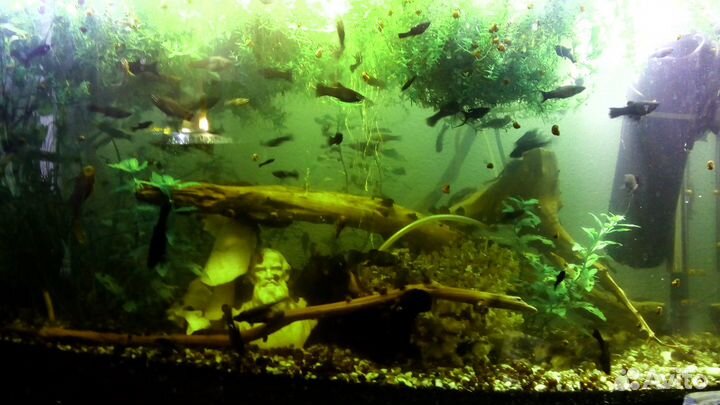 Аквариумные рыбки, растения,улитки, прополка